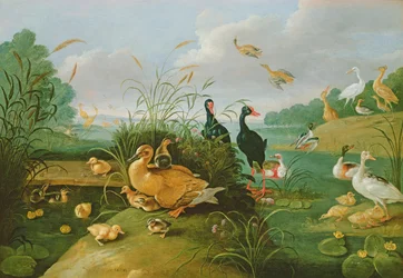 Volaille décorative et canetons